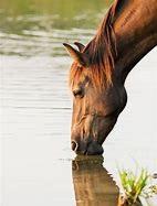 With further research, I found that horses drink by sticking their whole nose in the water and using their mouth as a straw, sucking the water up to their throat. Were you aware that horses drank this way?