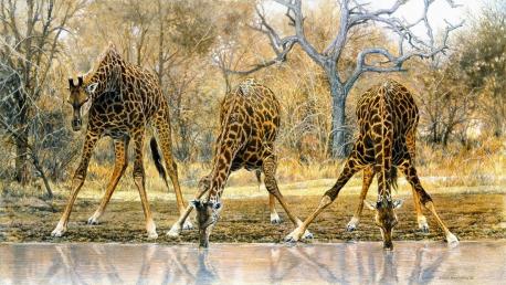 Giraffes can have difficulty reaching low enough to get a drink. Had you ever considered that drinking could be so complicated for a giraffe?