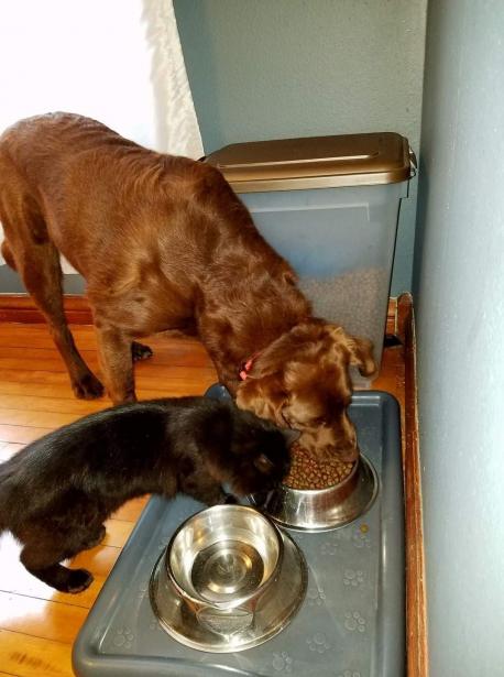 Honestly, you can't blame him. Warm barn, clean food and water, 3 kids to love on him, and a sap of a lady who instantly and intensely falls in love with any critter that lets her near it (it's me, I'm the lady). He even made himself best friends with the family dog. My husband was 