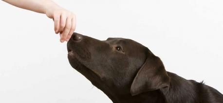 A study, published in Neuroscience and Behavior Reviews, shows that dogs know when a person is not helpful to their owners. This is because dogs can tell when a person is kind or not, even if they are normally kind to the dog in question. And, chances are, they probably also judge you for your behavior. Do you feel that you are a good judge of character?