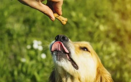 A case in point in the study was that dogs are more willing to respond to someone who helps another person out as opposed to ignoring someone who refuses. This was observed in an experiment where someone was asked to help open a pickle jar. The dogs took a treat from the person who helped but refused a treat from the person who didn't. Do you think it's funny that a dog will refuse to take a treat from someone that they don't think is a good person?