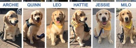Milo, Hattie, Quinn, Jessie, Leo and Archie are now making their rounds on the floors of Southampton Children's Hospital. This volunteer-run group visit sick children every day, providing slobbery kisses, soft fur to stroke, and plenty of love and cuddles for patients who really need a pick-me-up. If you have a dog, do you think he or she would be a good companion animal to visit kids in a hospital?