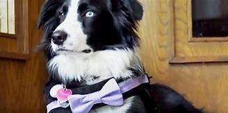 McKay said she had always wanted a Bernese Mountain Dog, but that her inspiration for raising a grief therapy dog came from someone a few years back. Melissa Unfred, a licensed mortician, owns and travels the country with her therapy dog, Kermit. In 2017, after extensive training, Kermit officially became Texas' first grief therapy dog. If you have ever been to a funeral for a loved one, do you think a therapy dog would have helped you deal with your grief?