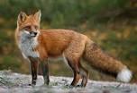 Have you ever seen a Red Fox up close?