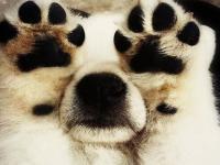 Do you ever look at pictures online of cute animals/pets?