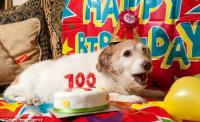 Did you know that Britain's oldest dog has never eaten dog food?