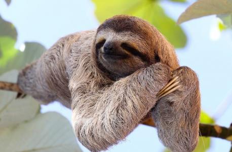 Sloths can hold their breath longer than dolphins can by slowing their heart rates, sloths can hold their breath for up to 40 minutes. Dolphins need to come up for air after about ten minutes. DID YOU KNOW THIS?
