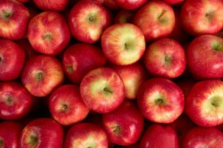 Supermarket apples can be a year old. Those fresh apples aren't all that fresh, per say. They're usually picked between August and November, covered in wax, hot-air dried, and sent into cold storage. After six to twelve months, they finally land on your grocery store shelves. DID YOU KNOW THIS?
