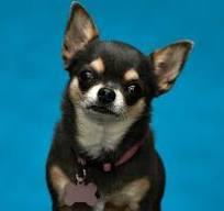Betty is Will's dog, a chihuahua mix he rescued, took to a shelter and then adopted when the shelter employees refused to assure him she would not be euthanized. Isn't she the cutest dog?