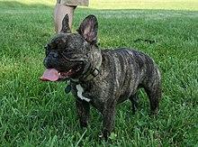 Frenchies remained the United States' most commonly registered purebred dogs last year, according to American Kennel Club rankings released Wednesday (3-20-24). The club calls the Frenchie the most popular breed, though other canine constituencies may beg to differ. Do you own a French Bulldog?
