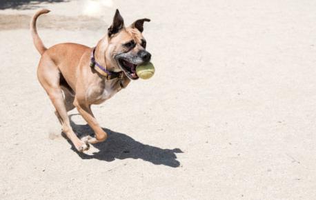 Can you commit to regular vet visits?