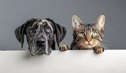 It takes 18 muscles to move a dog's ear. A dog can locate the source of a sound four times farther away that a human can? Interesting?