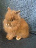 Sep't. 28th is International Rabbit Day. In honor of this I'd like to present my favorite mini breed known as the lionhead. Have you heard of this breed?
