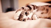 Do you have a cat?