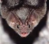 Beware: a bat can bite you in your sleep before you even know it causing rabies leading to death!