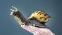 Did you know that the Giant African Snail can grow as big as a tennis shoe and has now invaded a Florida community where it is eating stucco off houses and over 500 species of plants?