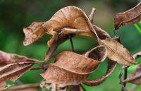 Have you heard of the leaf gecko before?
