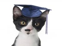 Do you believe that black and white cats are smarter than all other cats ?