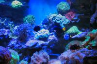Do you prefer small or big aquarium fish?