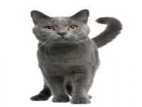 What band of treats does your cat enjoy most?