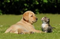 Have you ever had a pet that needed special medication?