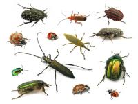 Would you ever eat any kind of insect/bug?
