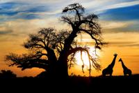 Have you been to Africa?