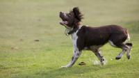 Does it matter if your dogs food contains animal by-products in it?