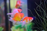 Do you own a fish tank/aquarium?
