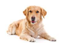 Do you think Golden Retrievers are a good dog to own?