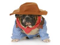 Have you ever dressed your pet(s) up in a sweater?