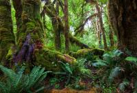 Do you have any prior knowledge of rainforest destruction?