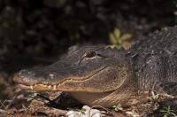 Are you a fan of movies about killer crocodiles & alligators?