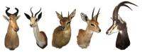 Would it make you uncomfortable to eat a meat dish at a restaurant, while looking up at taxidermy hung up on the walls staring at you as you eat?