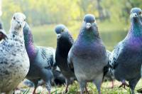 Did you hear that a champion racing pigeon named Bolt is now the most expensive racing bird in the world, having sold for $400,000 over the weekend?