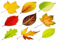 It's almost leaf raking time again. Will you have leaves that need to be raked?