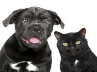 Are you familiar with the term 'Black Dog Syndrome'?
