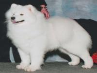 Debarking is a procedure were the vocal cords have been removed to quiet a dogs bark. Do you think that 