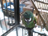 This is my very bossy Sever Macaw we named Samone, we got him when he was 12 weeks old and now he is 22 years old. Do you have a parrot or any other bird as a pet in your home??