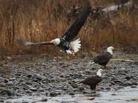 Recently, a partially albino American Bald Eagle was spotted in Washington state.Have you ever seen one?