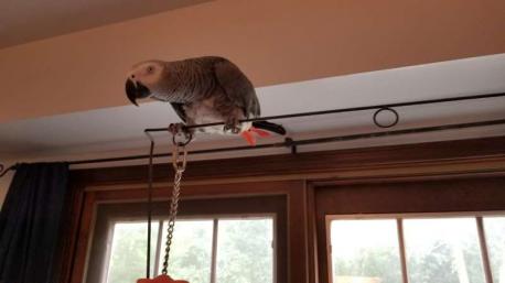 When he finally decided to explore it, I was in another room and heard him sheepishly ask
