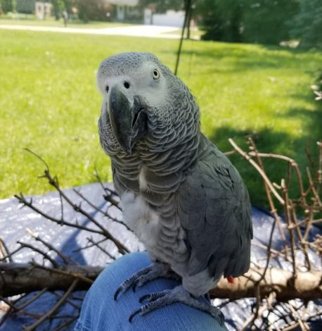 In general, how do you feel about taking indoor pets outside? (He's in a screen house here, not out loose.)