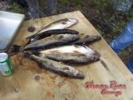 My doctor recently told me I have too add fish to my diet, I told him I really don't like fish all that much...If you had too add fish too your diet what kind of fish would it be?