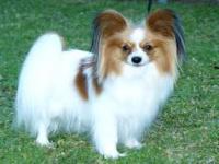 Do you think papillon's are cute?