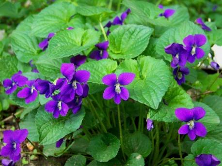 Are there any wild violets where you live?