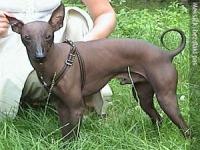 Have you heard about this dog?