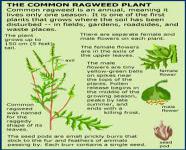 Do you suffer from Ragweed allergies?