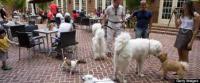 Gov. Jerry Brown signed a bill into law Thursday permitting pet dogs at restaurants with outdoor eating areas in California. Have you heard of this story?