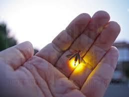 Do you have lightning bugs where you live?