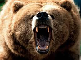 Watching the Revenant made me think about how scared I would be coming face to face with a bear. Have you ever seen a bear up close in the wild?